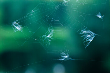 Close-up of a white spider web on a blurry green background