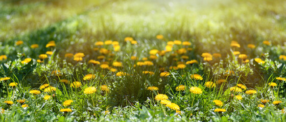 spring background panorama of yellow dandelions, a meadow with spring flowers, the sun's rays make their way through the trees
