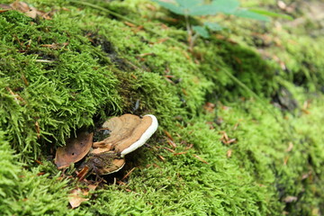green moss on the ground