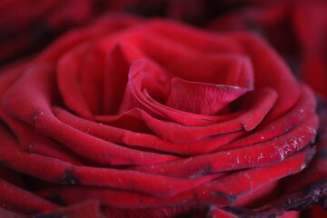 red rose close up