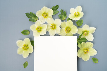 Fresh floral hellebore flat lay with blank stationery