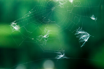 Close-up of a white spider web on a blurry green background