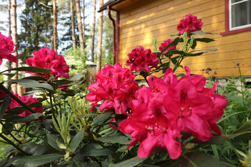 flowers in the garden