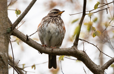 Thrush sits on the tree