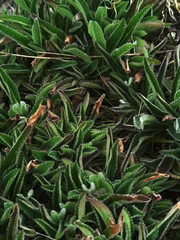 Obraz premium close up of needles