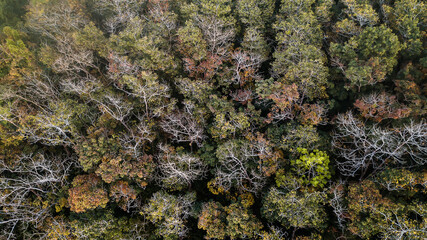 An aerial view of forest .