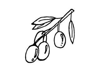 olive branch illustration