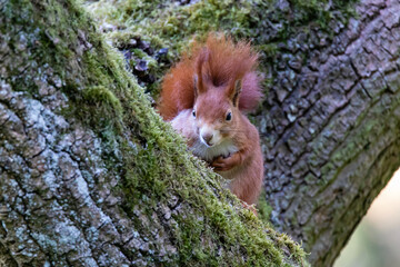 Eichhörnchen 58 © Karl-Heinz Schmidt