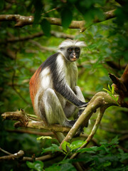 Zanzibar Red Colobus - Piliocolobus kirkii monkey endemic to Unguja, main island of Zanzibar Archipelago, off the coast of Tanzania, also known as Kirks red colobus, climbing and hanging