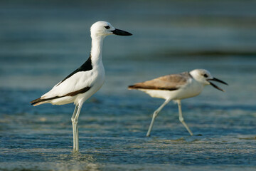 Crab-plover or Crab Plover - Dromas ardeola black and white bird related to the waders, own family Dromadidae, blue ocean with green seaweed and sandy beach, thick beak, calling