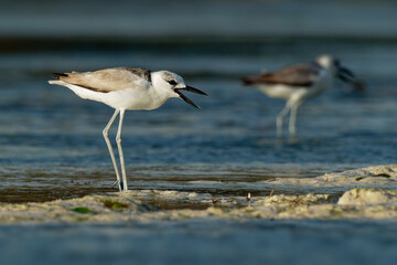 Crab-plover or Crab Plover - Dromas ardeola black and white bird related to the waders, own family Dromadidae, blue ocean with green seaweed and sandy beach, thick beak, calling