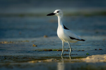 Crab-plover or Crab Plover - Dromas ardeola black and white bird related to the waders, own family Dromadidae, blue ocean with green seaweed and sandy beach, thick beak, calling