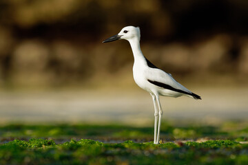 Crab-plover or Crab Plover - Dromas ardeola black and white bird related to the waders, own family Dromadidae, blue ocean with green seaweed and sandy beach, thick beak, calling
