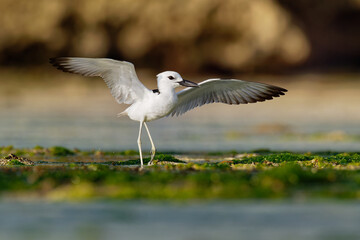 Crab-plover or Crab Plover - Dromas ardeola black and white bird related to the waders, own family Dromadidae, blue ocean with green seaweed and sandy beach, thick beak, calling