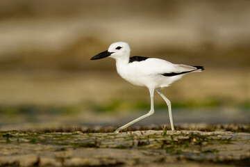 Crab-plover or Crab Plover - Dromas ardeola black and white bird related to the waders, own family Dromadidae, blue ocean with green seaweed and sandy beach, thick beak, calling