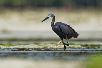 Dimorphic Egret - Egretta dimorpha heron found in Comoros, Kenya, Madagascar, Seychelles, Tanzania, subspecies of western reef egret or the little egret, white or grey black bird with yellow feet