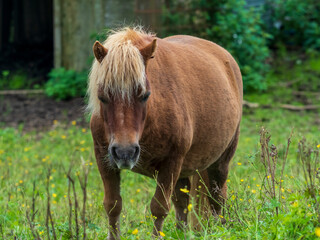 Naklejka na ściany i meble horse in a field or paddock brown horse with blonde mane