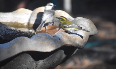 Townsend's Warbler and Chickadee on birdbath
