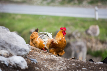 Bright rooster with a red comb. Agricultural bird. Farm in the village. Pasture