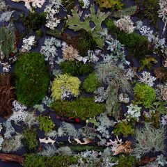 lichen