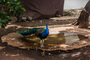 Peacock in someones yard in Cuba.