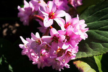 Pink Bergenia cordifolia flowers and green foliage macro in spring in south of France.