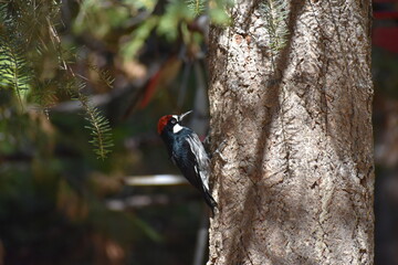 Acorn Woodpecker perched on tree trunk