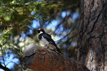 Acorn Woodpecker on tree branch