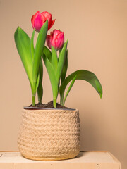 Red tulip plant at home