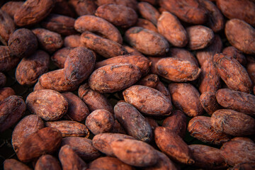 Dry cocoa beans - Cocoa