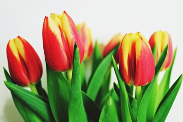 Detailed view of multiple tullips in white background.