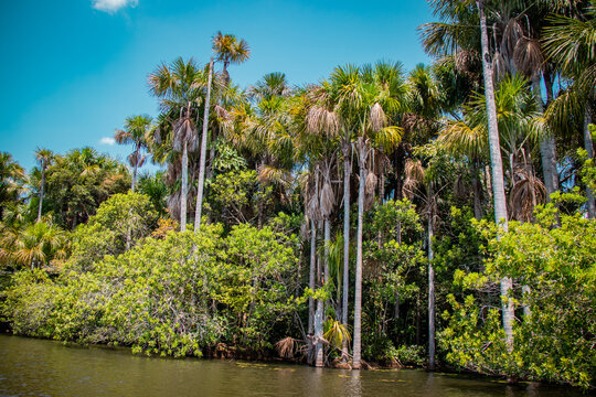 Aguaje palm by the lake
