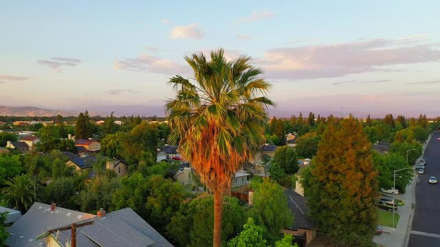 Dolly Close Up of a Palm Tree in Fresno Valley California