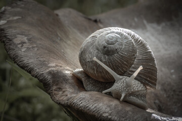 Schnecke auf Pilz