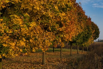 rząd jesiennych drzew z kolorowymi liśćmi, jesienny krajobraz w słoneczny dzień