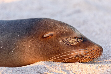 Galapagos sea lion