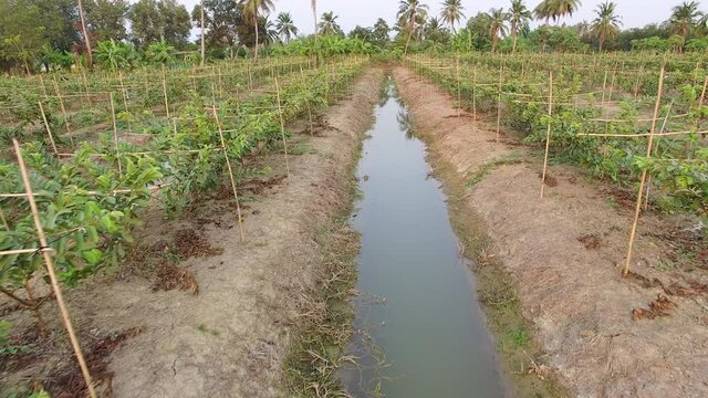 Aerial view medium shot of guava farm and integrated farming system in Nakhon Pathom, Thailand - Drone moving forward.