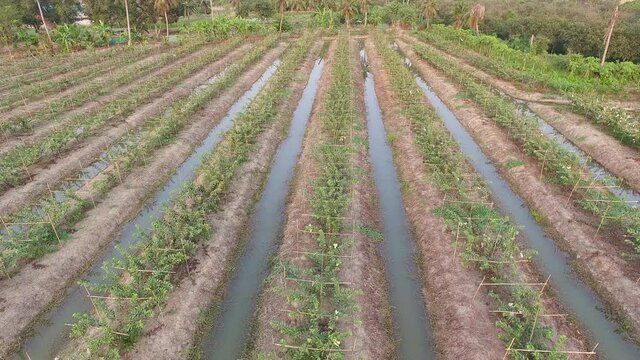Aerial view wide angle of integrated farming land in Nakhon Pathom, Thailand.