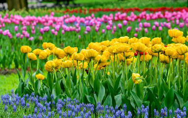 Plantation of blooming yellow tulips. A huge tulip plantation in the Gomel park. Belarus