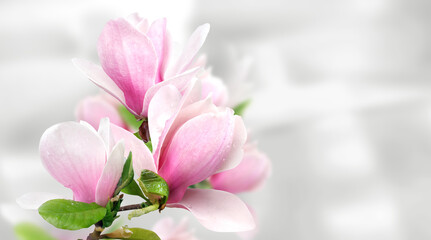 pink magnolia flowers background template