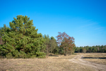 Obraz premium Meadow landscape on a sunny day in Doeberitzer heide Brandenburg Germany