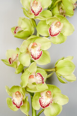 A branch of green cymbidium orchids close up.
