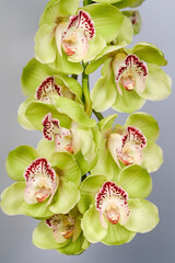 A branch of green cymbidium orchids close up. - obrazy, fototapety, plakaty