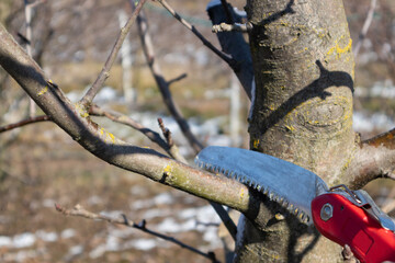 Pruning apple tree in orchard. A apple orchard in the sun on a blue sky day.