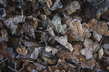 Close up shot of brown fallen leaves covered with frost