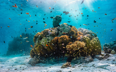 A colorful underwater reef with vibrant, tropical fish in the Maldives, Indian Ocean