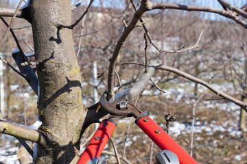 Pruning apple tree in orchard. A apple orchard in the sun on a blue sky day.