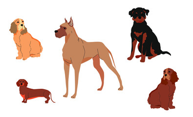 Dogs Set White background. dogs of different sizes and breeds american cocker spaniel, mastiff, dachshund,Rottweiler. vector illustration, flat illustration. 