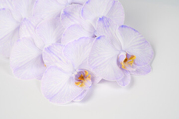 A beautiful branch of purple orchid on a white and gray background.