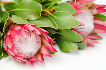 The flower of the protea lies on a gray background close-up.